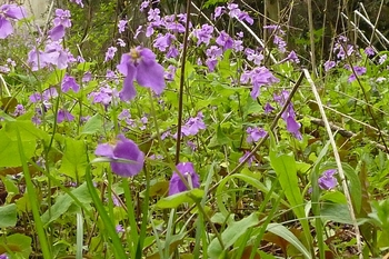 春の野山を飾る紫.JPG
